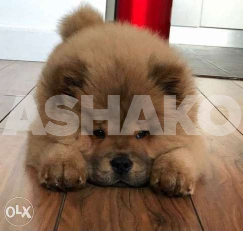 imported chow chow puppies