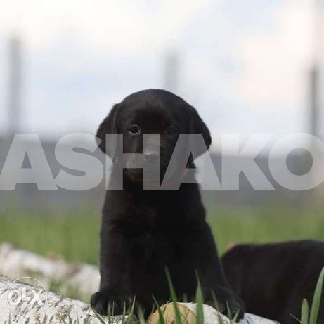 gorgeous black Labrador puppies.check bank...