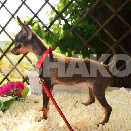 Affectionate Toy terrier