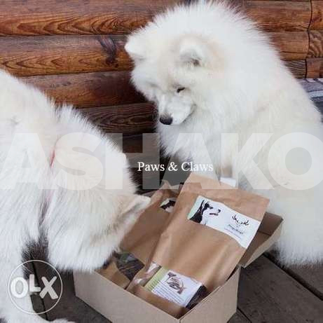 Samoyed Complete package of documents.