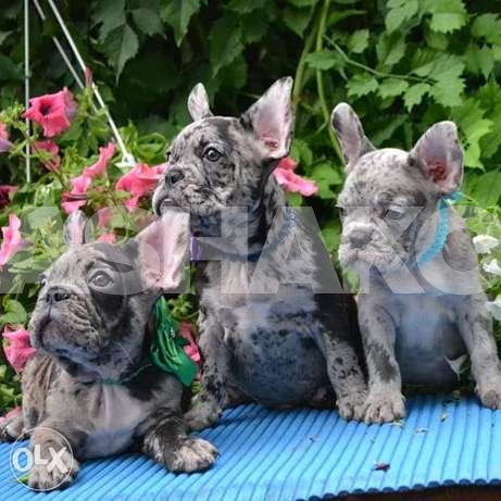 Handsome boys color merle french bulldog
