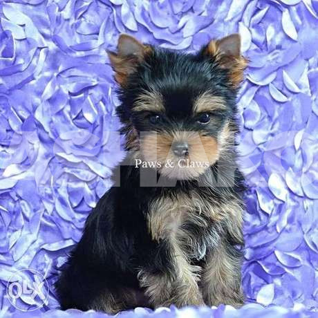 Puppies of the Yorkshire terrier - معروضة ...