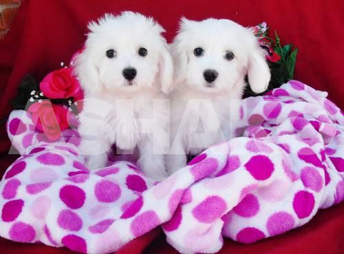 Beautiful Maltese Puppies For Adoption