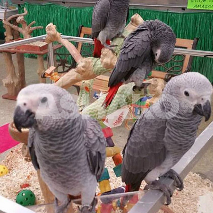 Congo African Grey Parrots 1 Image